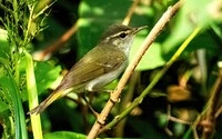 The Tokara Leaf Warbler, the first new bird species discovered in Japan in 45 years