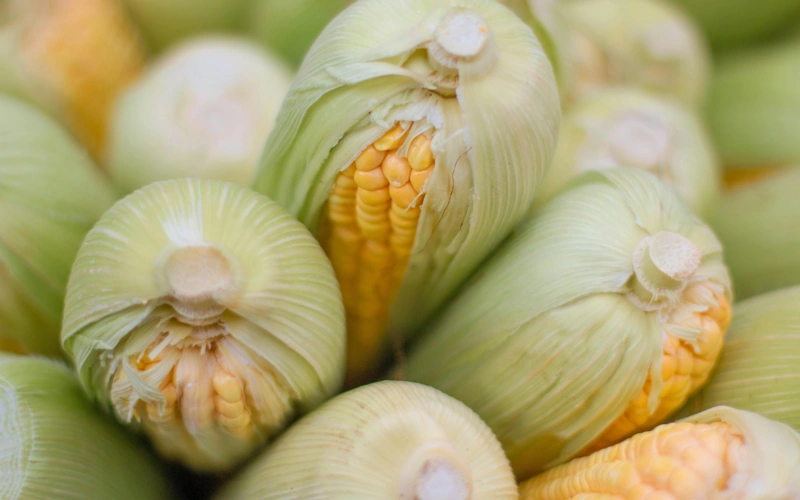 Kyrgyzstan starts exporting corn to China