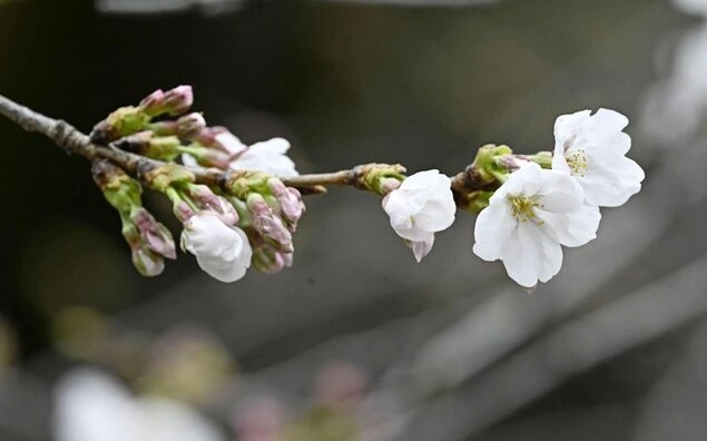 Cherry blossom season arrives in Tokyo, 5 days earlier than average year