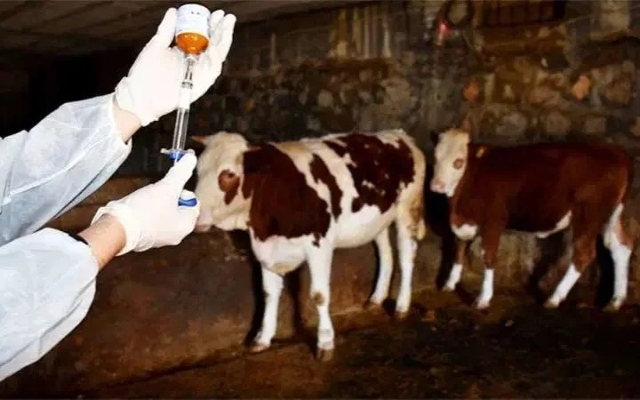 E Kazakhstan rolls out large-scale foot-and-mouth vaccination campaign