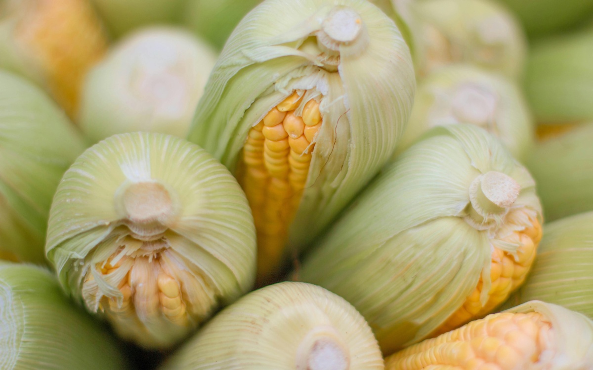 Kyrgyzstan starts exporting corn to China