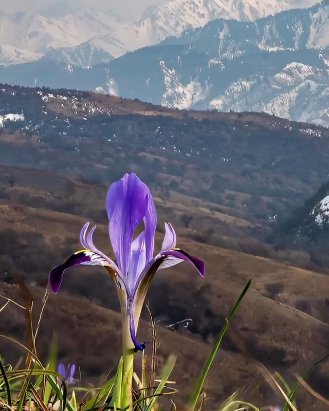 В предгорьях Алматы зацвели ирисы В предгорьях Алматы зацвели ирисы