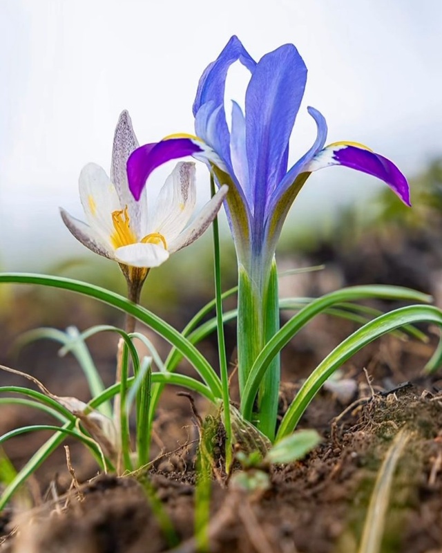 В предгорьях Алматы зацвели ирисы В предгорьях Алматы зацвели ирисы
