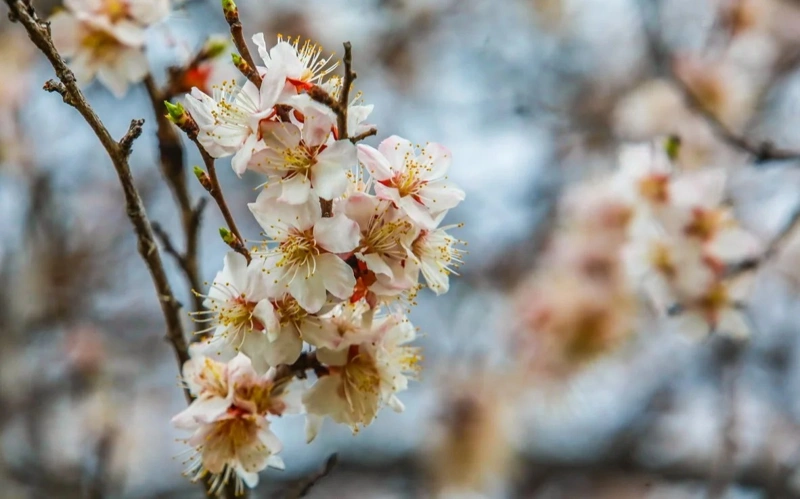 Nauryz weather forecast for Kazakhstan