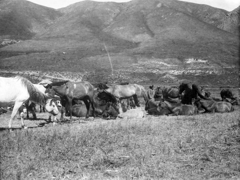 哈通社获授权发布：哈佛大学博物馆公开1927年哈萨克草原珍贵影像