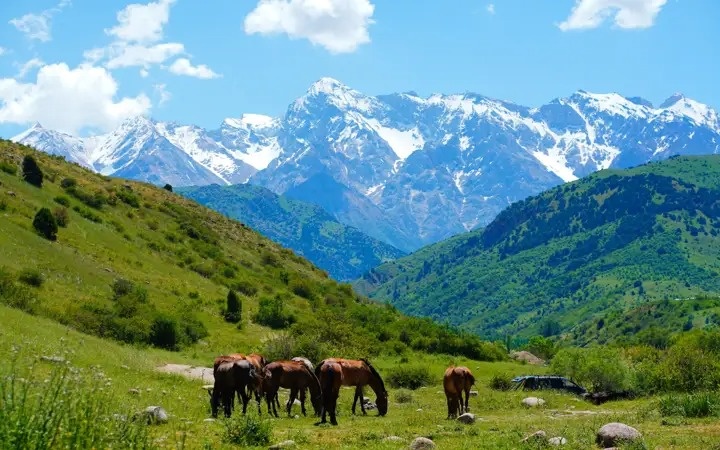 Год Лошади: как традиции и&nbsp;история формируют его значение в&nbsp;Казахстане