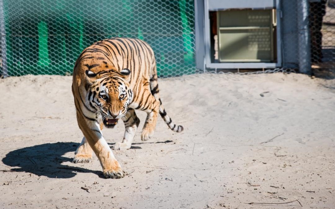 Тұран жолбарысын Қазақстанға қайта жерсіндіру жұмыстары қалай жүріп жатыр