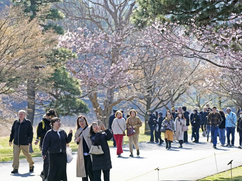 Imperial Palace grounds open to public for cherry blossom season