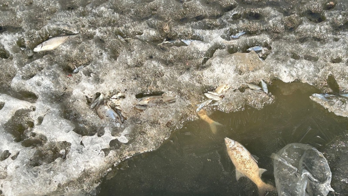 Ақтөбе қаласының ортасымен ағатын Сазды өзенінде балық қырылды