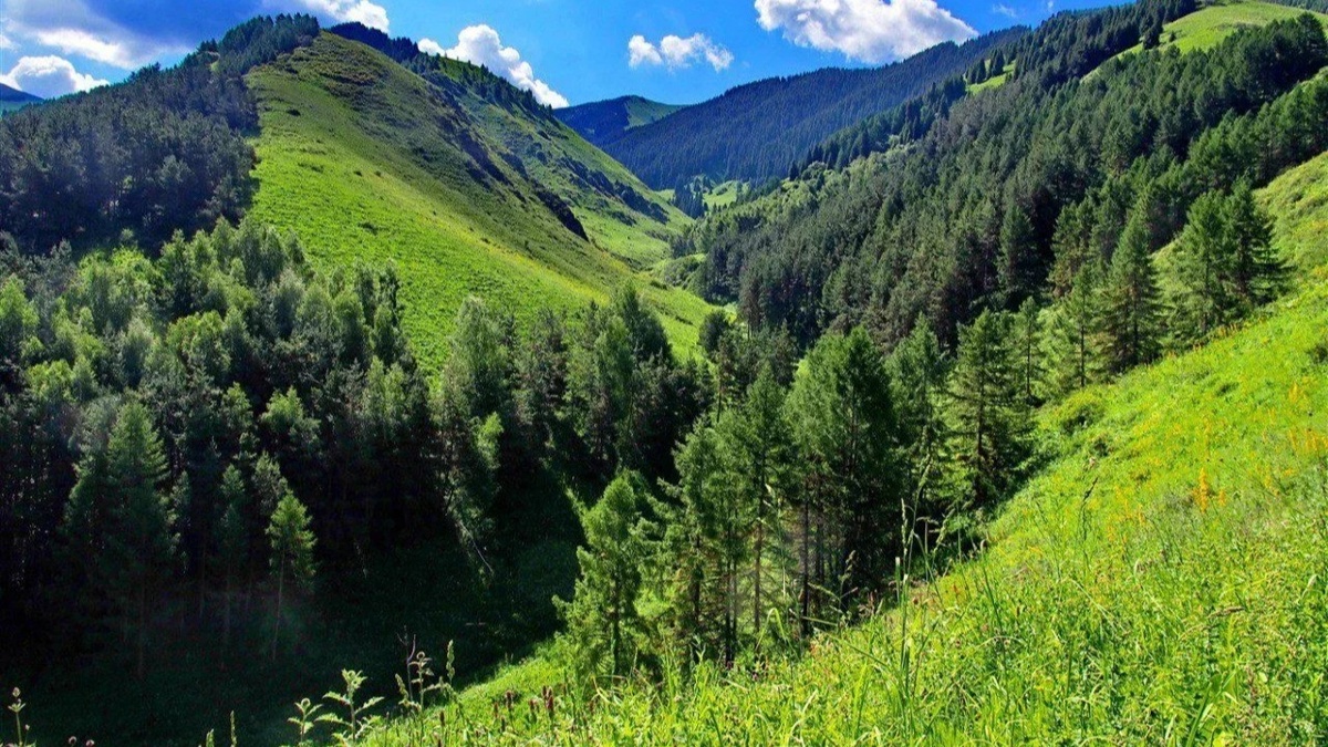 Kyrgyzstan to restore forests on 2,500 hectares