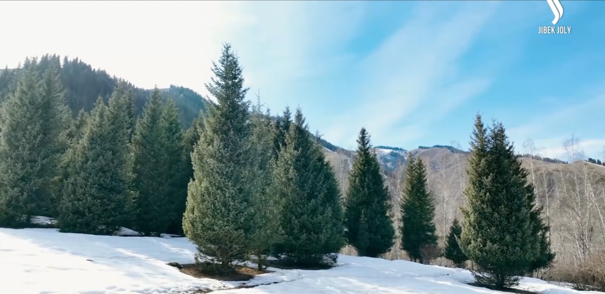 Шырша шырғалаңы, 8 млн көшет өсірген орманшы — «Экоаудит» жобасы Алматы облысында