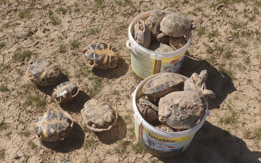 Түркістанда еріктілер 3 мыңнан астам тасбақаны қауіпсіз жерге көшірді