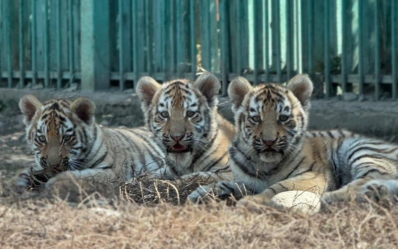 Almaty zoo welcomes three Amur tiger cubs