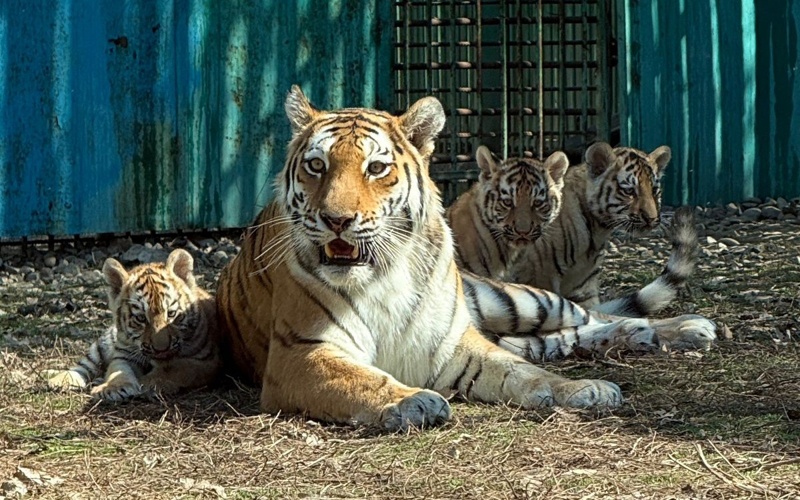 Алматы зообағында амур жолбарысының үш күшігі дүниеге келді 