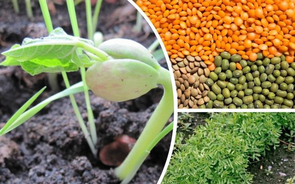 Фермерлерге аванс: қызыл жасымық егісі үшін қаржылық қолдау ұсынылады