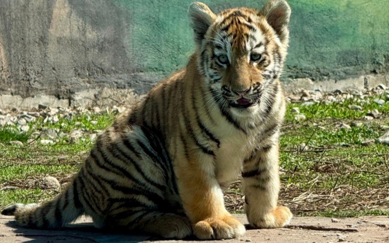 Алматы зообағында амур жолбарысының үш күшігі дүниеге келді 