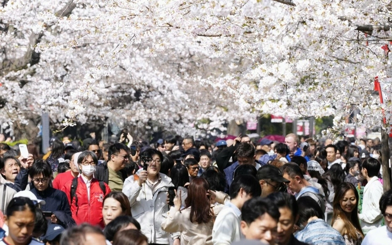 Cherry blossoms reach peak bloom in central Tokyo