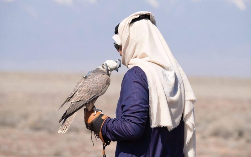 沙特在哈萨克斯坦放归猎隼 沙特在哈萨克斯坦放归猎隼