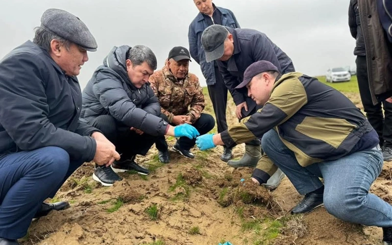 Саранчу берут под контроль: в Туркестанской области запускают масштабную обработку 
