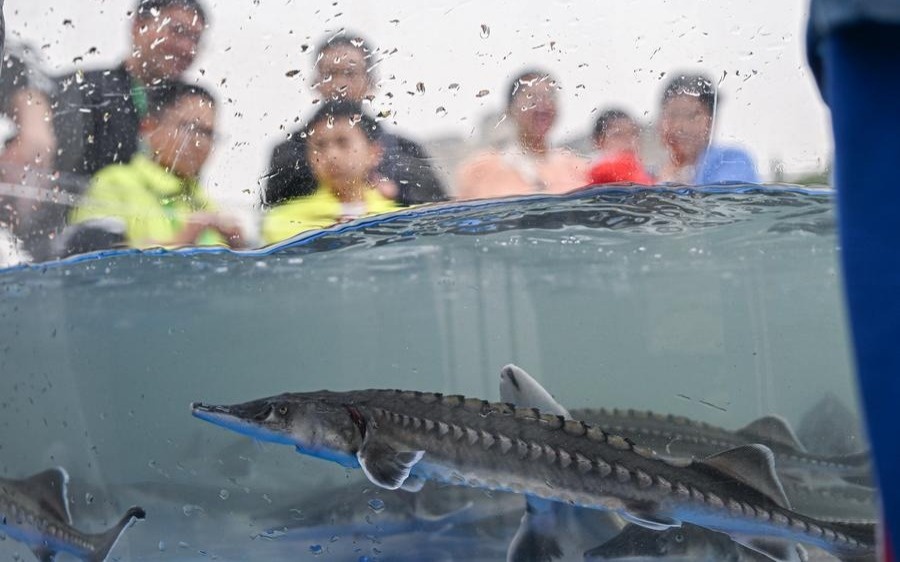 Қытайда 550 мың «су пандасы» шабағы табиғи ортаға жіберілді