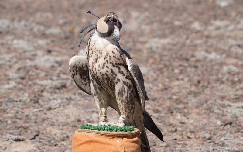 沙特在哈萨克斯坦放归猎隼 沙特在哈萨克斯坦放归猎隼