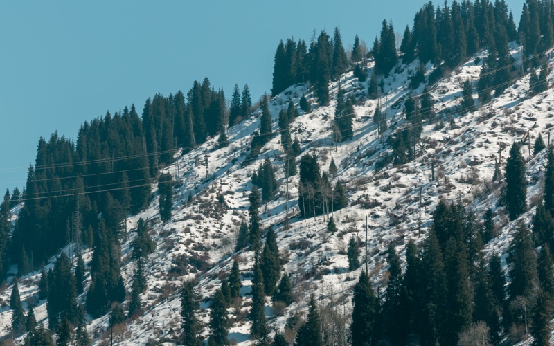Более 30 соколов-балобанов обрели свободу в Казахстане Более 30 соколов-балобанов обрели свободу в Казахстане