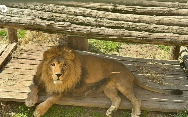 а