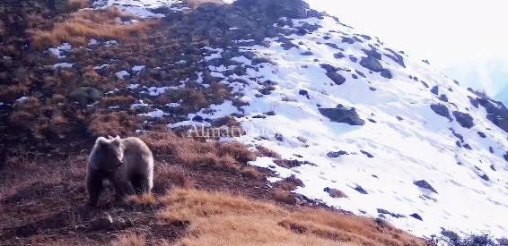 Almaty qoryǵynda erte oıanǵan qońyr aıýlar fototuzaqqa túsip qaldy 