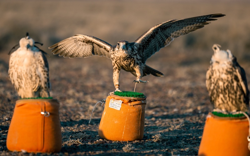 Более 30 соколов-балобанов обрели свободу в Казахстане Более 30 соколов-балобанов обрели свободу в Казахстане