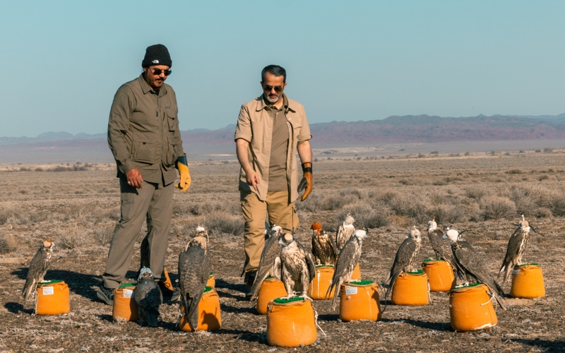 Более 30 соколов-балобанов обрели свободу в Казахстане Более 30 соколов-балобанов обрели свободу в Казахстане