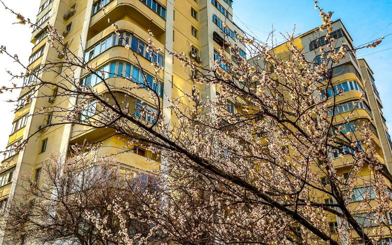 Весенняя магия в Алматы: первые краски сезона Весенняя магия в Алматы: первые краски сезона