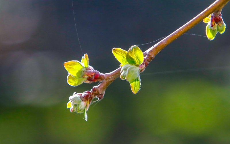 Весенняя магия в Алматы: первые краски сезона Весенняя магия в Алматы: первые краски сезона