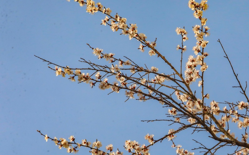 Весенняя магия в Алматы: первые краски сезона Весенняя магия в Алматы: первые краски сезона