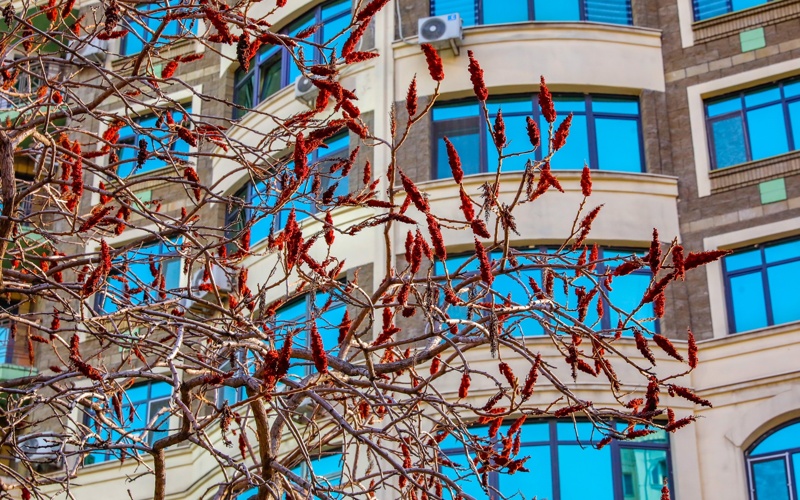 Весенняя магия в Алматы: первые краски сезона Весенняя магия в Алматы: первые краски сезона