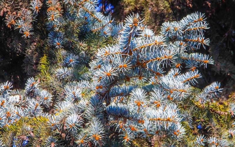 Весенняя магия в Алматы: первые краски сезона Весенняя магия в Алматы: первые краски сезона