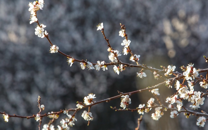 Весенняя магия в Алматы: первые краски сезона Весенняя магия в Алматы: первые краски сезона