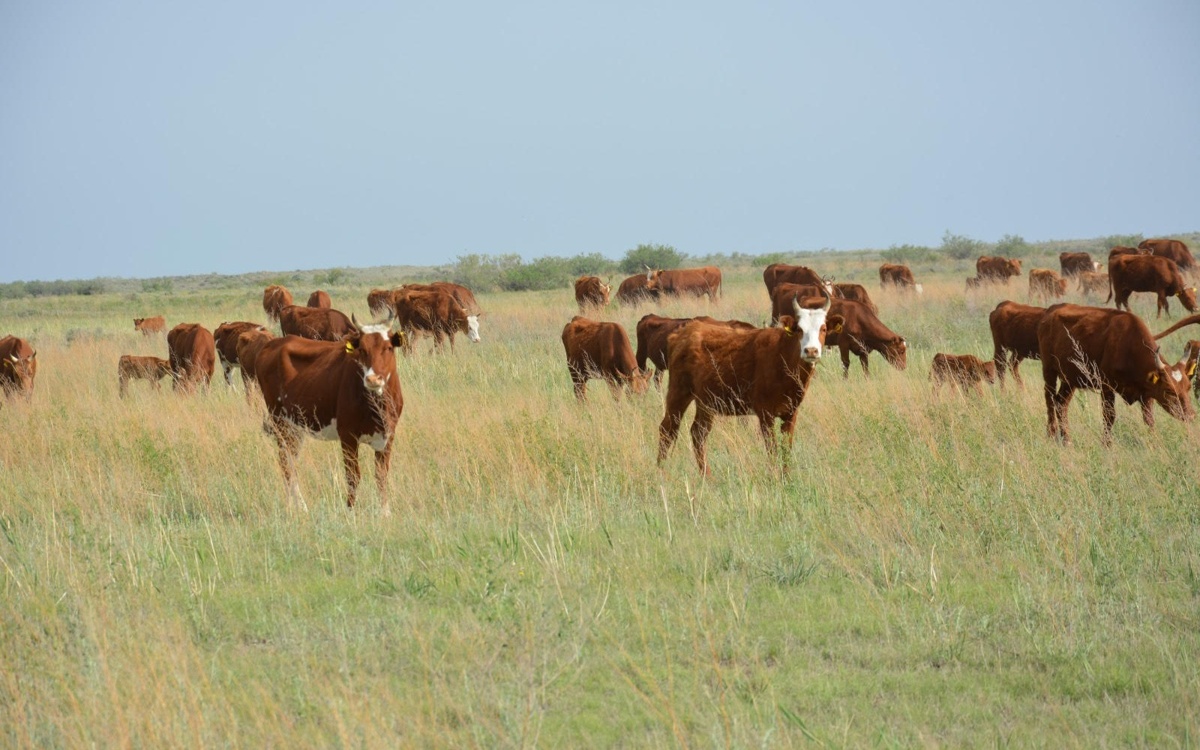 Жамбылда әкімдіктің кінәсінен фермерлер жер телімдерін ала алмаған