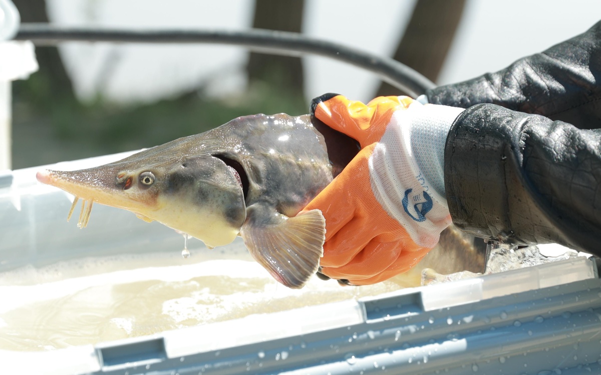 Ертіс бойындағы балық шаруашылығы: 5 жылда өнім 6 есе артты