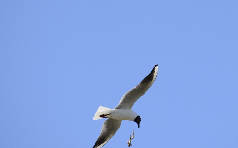 В&nbsp;Национальном парке Бурабай пояснили, можно&nbsp;ли кормить диких лебедей