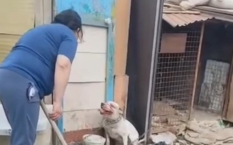 Атырауда итті күрекпен аяусыз ұрған әйелге қатысты қылмыстық іс қозғалды