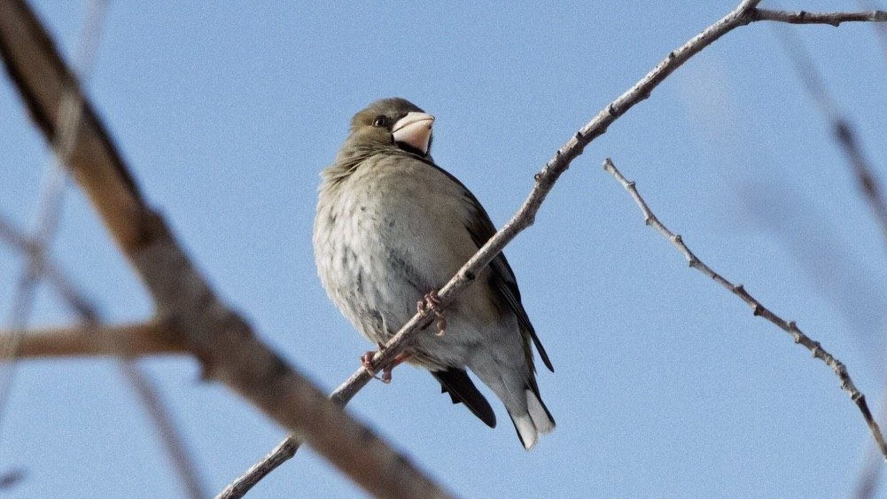 Ертіс орманында құстардың 90 түрі бар