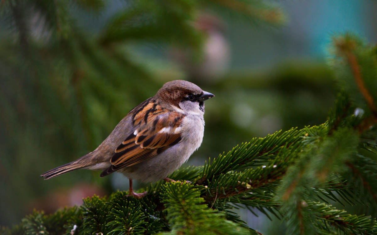 Алматыда торғай мен қарлығаш саны азайып кеткен — орнитолог
