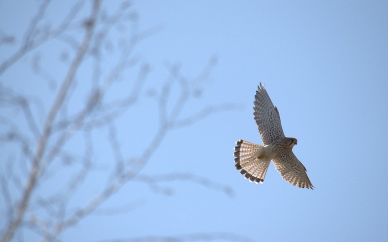 В&nbsp;Национальном парке Бурабай пояснили, можно&nbsp;ли кормить диких лебедей