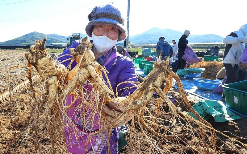 South Korea seeks UNESCO heritage status for ginseng, taekwondo traditions 