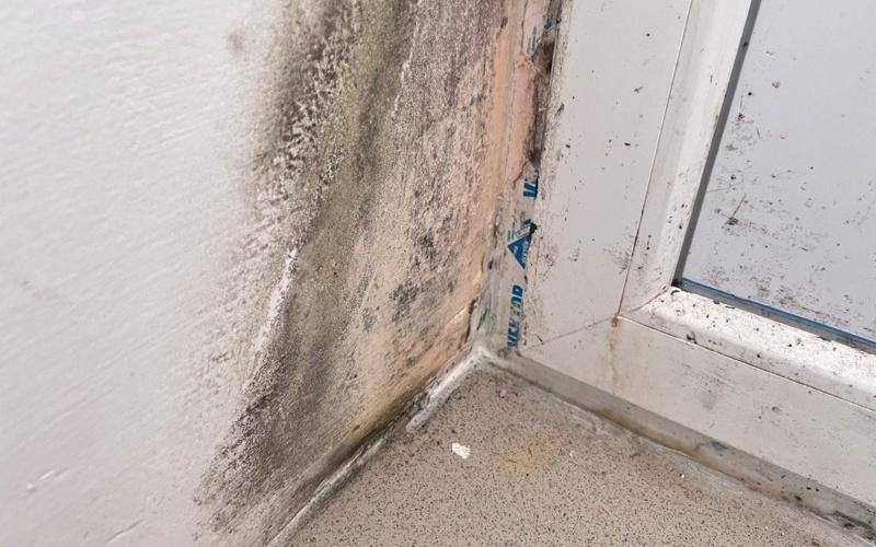 жилье с&nbsp;плесенью