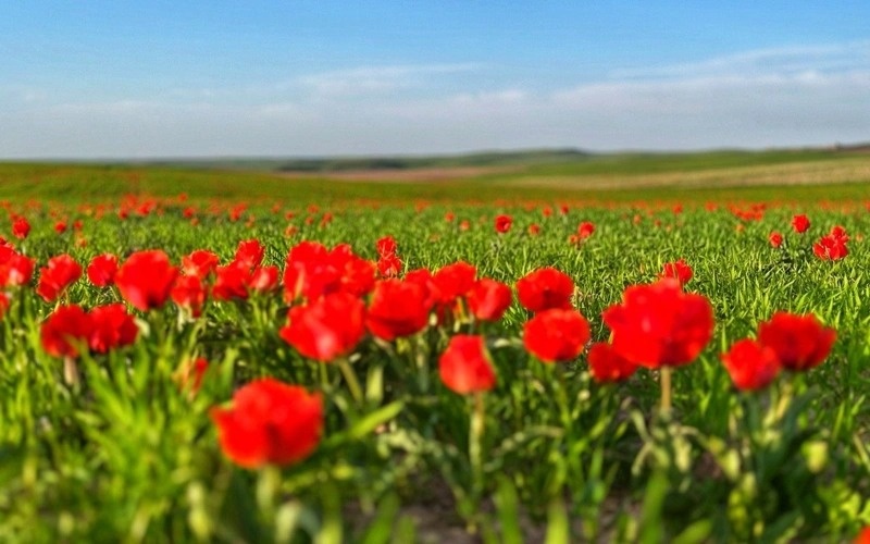 Fields of Greig&rsquo;s tulips paint Kazakh steppe in bright crimson