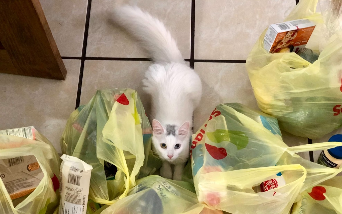 Plastic bags out: Kyrgyzstan announces ban by 2027