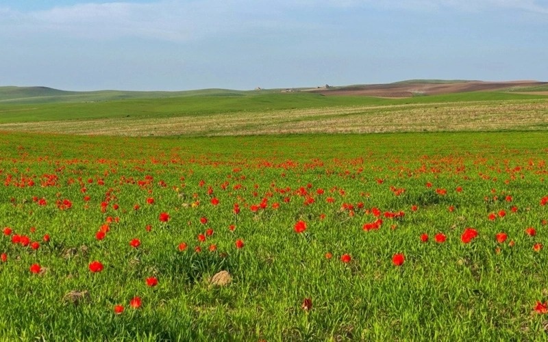 Fields of Greig&rsquo;s tulips paint Kazakh steppe in bright crimson