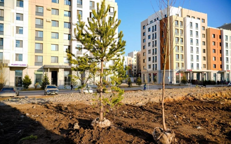 озеленение, посадка деревьев