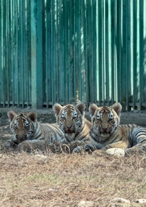 阿拉木图动物园迎来三只阿穆尔虎幼崽 游客数量显著增长